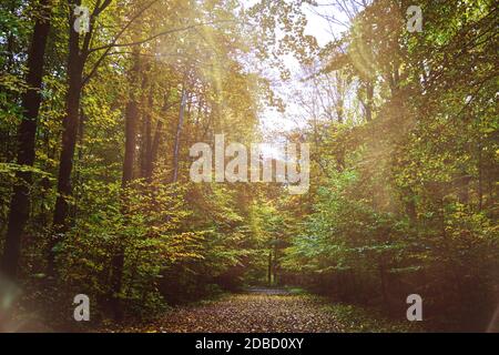 Jeune forêt feuillue baignée de soleil au début de l'automne Banque D'Images