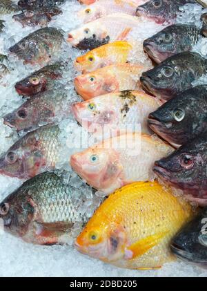 La plate-forme de glace sur le poisson frais au marché. Banque D'Images