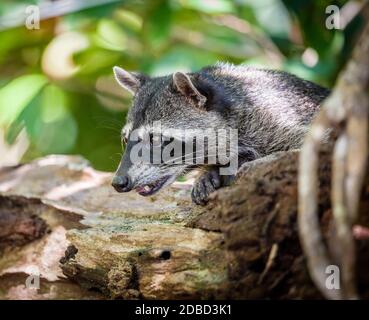 Portrait d'un petit raton laveur dans un parc au Costa Rica Banque D'Images