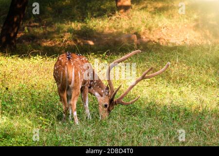 Beau cerf à chital ou à pois broutant dans l'herbe dans le parc national de Ranthambore, Rajasthan, Inde Banque D'Images