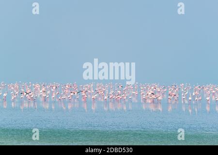 Des flamants roses marchant dans le lac de sel de Sambhar au Rajasthan. Inde Banque D'Images