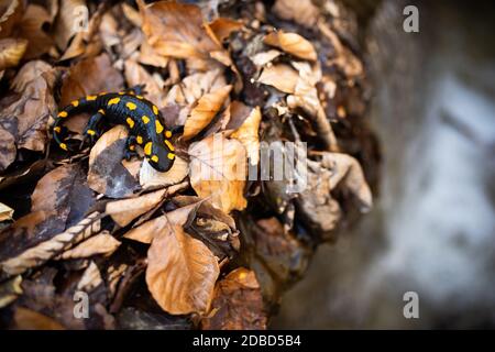 Vue de dessus de la salamandre de feu, salamandra salamandra, sur les feuilles d'orange près du ruisseau avec chute d'eau en automne nature. Namibien noir avec jaune vif Banque D'Images