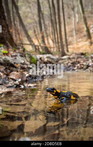 Salamandre de feu enchanteur, salamandra salamandra, reposant dans des eaux peu profondes, une journée ensoleillée au printemps. Joli animal noir sauvage avec jaune ou orange Banque D'Images