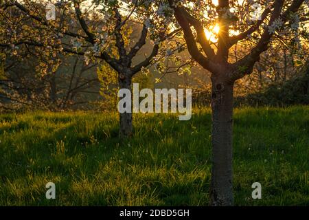 Horticulture arbres fruitiers dans le dos éclairé du soleil du matin Banque D'Images