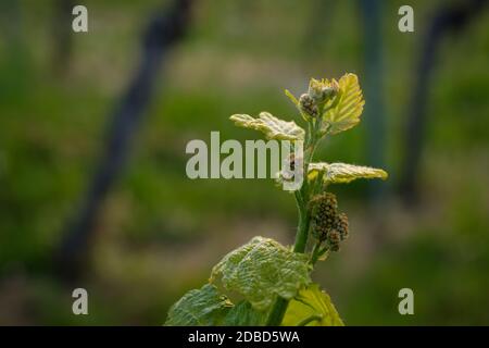 Gros plan sur les bourgeons et les feuilles de vigne dans un vignoble Banque D'Images