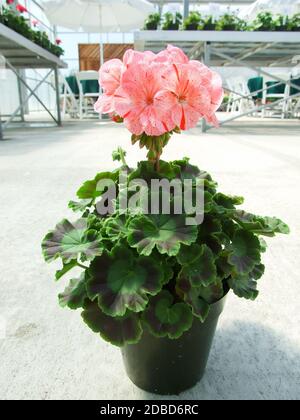 Pelargonium - fleurs de géranium montrant leur beau détail de pétales dans le jardin, plante en pot Banque D'Images