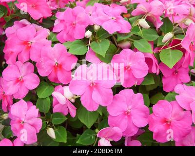 Rose impatiens, nom scientifique Impatiens walleriana fleurs également appelé Balsam, lit fleuri de fleurs en rose Banque D'Images