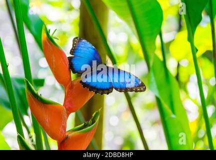 Fleurs de la magnifique île de la Guadeloupe Banque D'Images