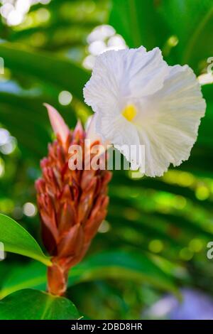 Fleurs de la magnifique île de la Guadeloupe Banque D'Images