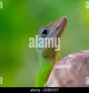 Anolis marmoratus speciosus lizard à Basse-Terre, Guadeloupe Banque D'Images