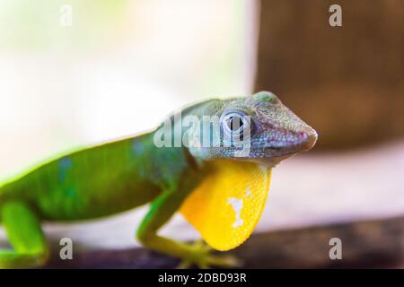 Anolis marmoratus speciosus lizard à Basse-Terre, Guadeloupe Banque D'Images