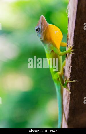 Anolis marmoratus speciosus lizard à Basse-Terre, Guadeloupe Banque D'Images