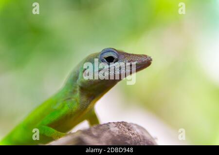 Anolis marmoratus speciosus lizard à Basse-Terre, Guadeloupe Banque D'Images