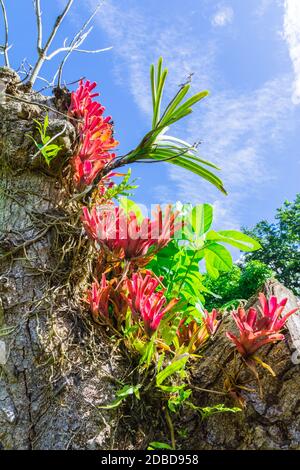 Fleurs de la magnifique île de la Guadeloupe Banque D'Images