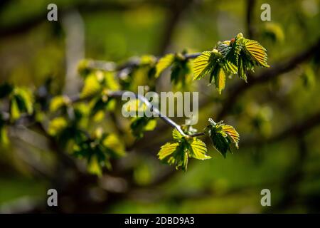 Groupe de jeunes branches vertes de cassis et de feuilles fraîches au jardin au printemps. Feuilles de raisin texturées se rapprochez sur fond vert. Feuilles de Banque D'Images