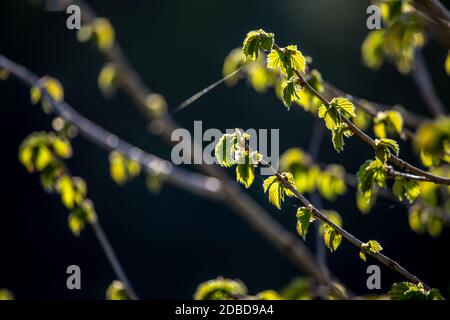 Groupe de jeunes branches vertes de cassis et de feuilles fraîches au jardin au printemps. Feuilles de raisin texturées se rapprochez sur fond sombre. Feuilles de b Banque D'Images