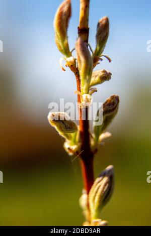 Magnolia Bush au printemps, Lettonie. Buisson fleuri avec bourgeons de magnolia. Frotter sur le champ vert. Branche avec des bourgeons de magnolia en été, Lettonie. Banque D'Images