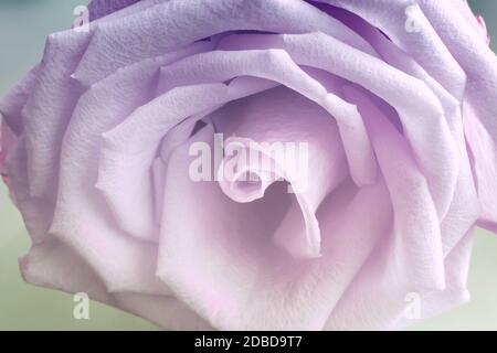 La plus belle rose rouge . Gros plan de l'élément central d'une rose. Banque D'Images