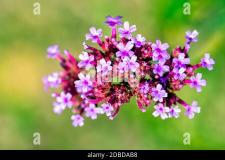 Verveine bonariensis connue sous le nom de cime, clustertop, vervain sud-américain, brésilien ou argentin, grand et joli verveine Banque D'Images