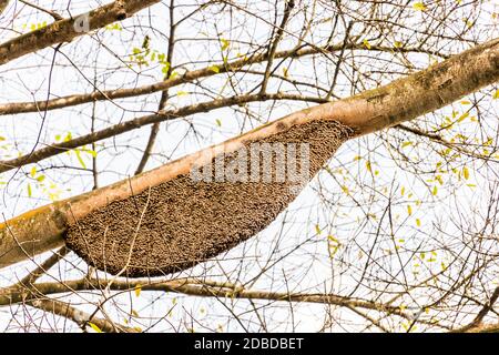 L'abeille géante APIS dorsata niche dans les jardins botaniques de Perdana Lake Gardens à Kuala Lumpur, en Malaisie. Banque D'Images