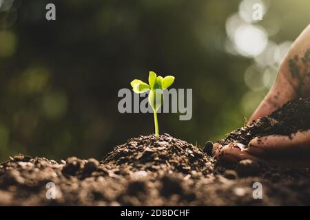 La main d'un homme est la plantation de plantules qui poussent du sol, concept d'environnement. Banque D'Images