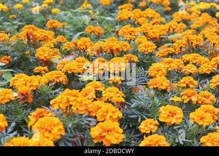 Marigold Orange - Fleurs Parterre. Arrière-plan chargés Beaucoup de fleurs jaunes. Banque D'Images