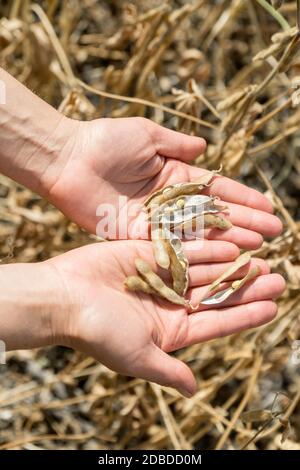 Soja mûr dans les mains humaines sur un champ de soja. Concept de production agricole Banque D'Images