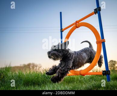 un petit chien noir sur l'agilité saute sur un cercle au coucher du soleil. Banque D'Images