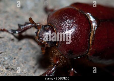 Coléoptère Phyllognathus excavatus sur une roche. Femme Pajonales. Réserve naturelle intégrale de l'Inagua. Tejeda. Grande Canarie. Îles Canaries. Espagne. Banque D'Images