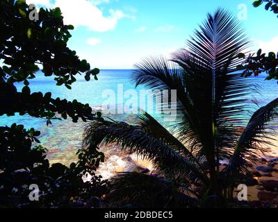 Le long du chemin côtier entre la plage de Grande-Anse et la plage de Laurent près de Deshaies, en Guadeloupe Banque D'Images