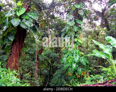 La forêt tropicale de pluie près de Capesterre-Belle-eau, Guadeloupe Banque D'Images