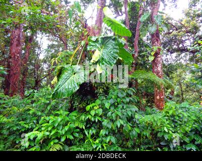 La forêt tropicale de pluie près de Capesterre-Belle-eau, Guadeloupe Banque D'Images