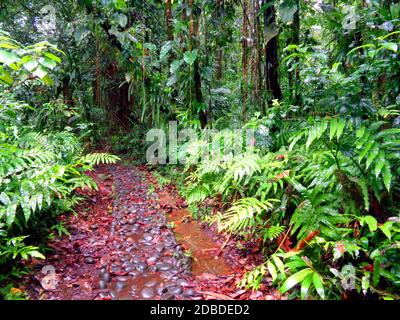 La forêt tropicale de pluie près de Capesterre-Belle-eau, Guadeloupe Banque D'Images