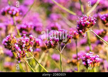 Verveine bonariensis connue sous le nom de cime, clustertop, vervain sud-américain, brésilien ou argentin, grand et joli verveine Banque D'Images