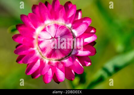 Xerochrysum bracteatum connu sous le nom de fleur éternelle dorée Banque D'Images