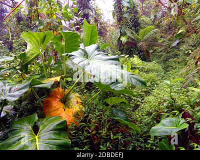 La forêt tropicale de pluie près de Capesterre-Belle-eau, Guadeloupe Banque D'Images