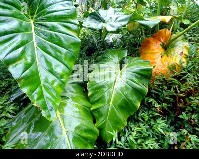 La forêt tropicale de pluie près de Capesterre-Belle-eau, Guadeloupe Banque D'Images