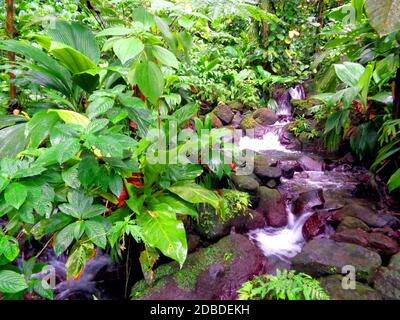 La forêt tropicale de pluie près de Capesterre-Belle-eau, Guadeloupe Banque D'Images