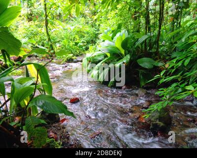 La forêt tropicale de pluie près de Capesterre-Belle-eau, Guadeloupe Banque D'Images