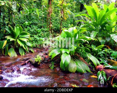 La forêt tropicale de pluie près de Capesterre-Belle-eau, Guadeloupe Banque D'Images