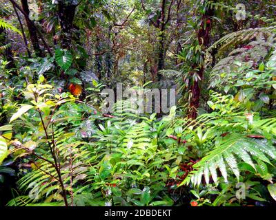 La forêt tropicale de pluie près de Capesterre-Belle-eau, Guadeloupe Banque D'Images