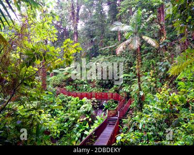 La forêt tropicale sur le chemin des cascades de Carbet près de Capesterre-Belle-eau, Guadeloupe Banque D'Images