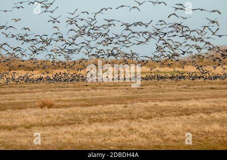 Bernaches nonnettes Banque D'Images