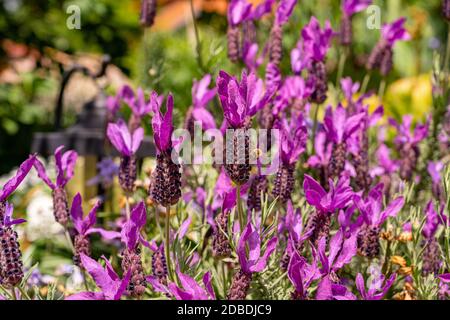 Une abeille cherche nectar sur la belle lavande parfumée dans un petit jardin au printemps Banque D'Images