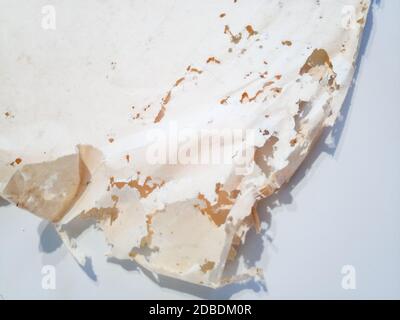 Papier avalé avec de l'argentse. Traces de silverfish naufragés sur des enveloppes de vinyle. Lepisma Banque D'Images