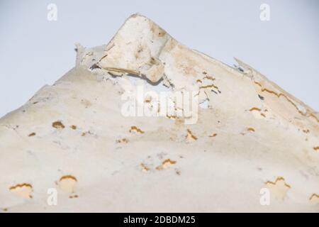 Papier avalé avec de l'argentse. Traces de silverfish naufragés sur des enveloppes de vinyle. Lepisma Banque D'Images