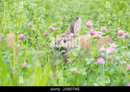 Lapin sur un pré avec trèfle rose Banque D'Images