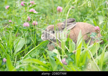 Lapin sur un pré avec trèfle rose Banque D'Images