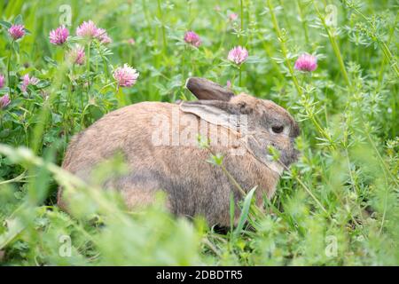 Lapin sur un pré avec trèfle rose Banque D'Images