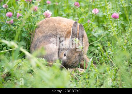 Lapin sur un pré avec trèfle rose Banque D'Images